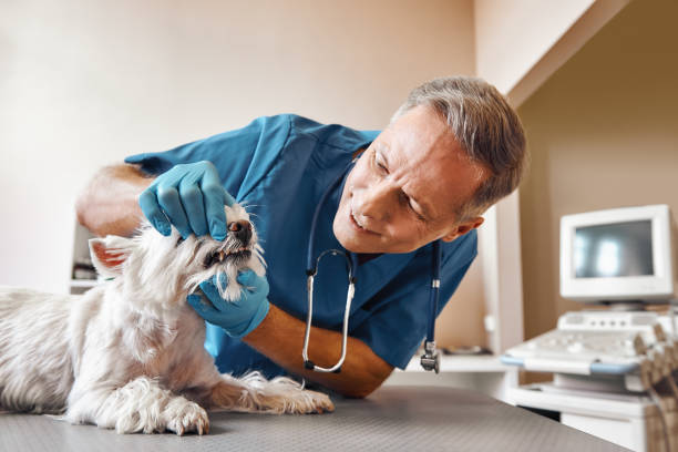 Best Emergency Treatment for Dental Infections or Abscesses in Jeffersonville, KY